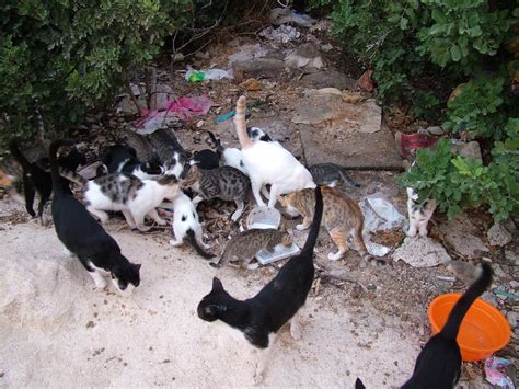 Feral Cat Colony Cyprus | Colony of Feral Cats at Coral Bay.… | Flickr