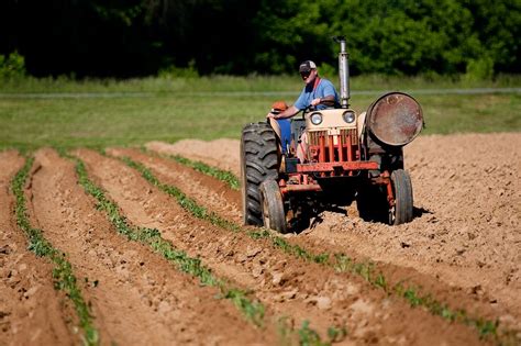 Monocropping: Meaning, Advantages and Disadvantages » Jitefarms