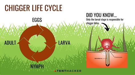 How Long Can Chiggers Live on Clothes?