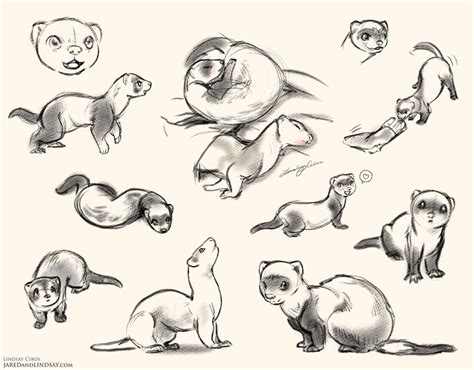 Ferrets by LCibos on DeviantArt