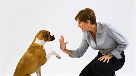 Simple Dog Tricks You'll Want To Teach Your Dog | HuffPost Canada Life