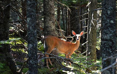 Free Images : nature, forest, wilderness, looking, female, wildlife ...