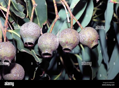 Western Australian Red-Flowering Gum fruits- Eucalyptus ficifolia ...