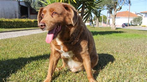 Bobi the purebred Rafeiro do Alentejo becomes world's oldest dog on ...