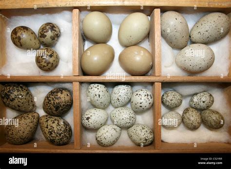 A Victorian Wild Bird Egg Collection Stock Photo - Alamy