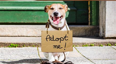 Adoption Event – Friends of the Burlington County Animal Shelter