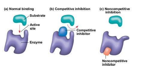 Write briefly about enzyme inhibitors.