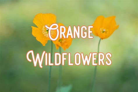 Red And Orange Texas Wildflowers | Best Flower Site