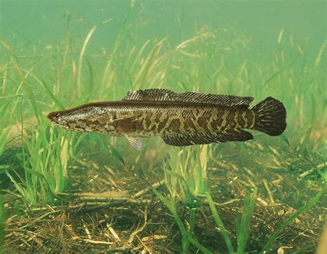 Northern Snakehead Photograph by USGS and USFWS/ Science Source - Pixels