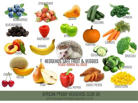 Hedgehog safe foods | Pygmy hedgehog, Hedgehog pet, Hedgehog care