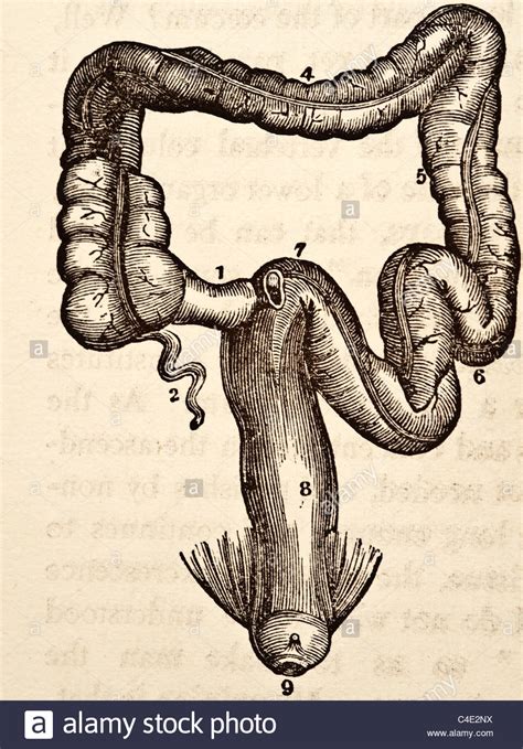 Antique medical illustration of human viscera, internal organs and the ...