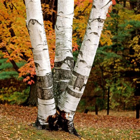 Paper Birch Tree – Green Thumbs Garden