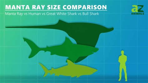 Manta Ray Size Comparison: How Big is a Manta Ray? - IMP WORLD