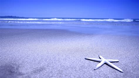 🔥 [40+] Beach and Starfish Wallpapers | WallpaperSafari