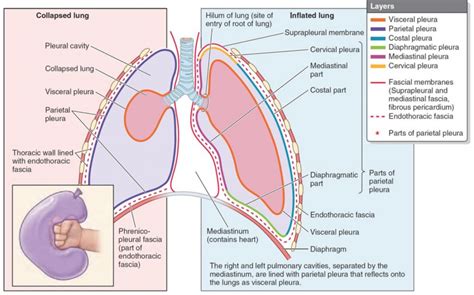 Visceral Pleura Definition Anatomy