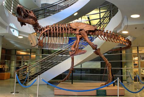 This T. Rex Skeleton At UC Berkeley Is One Of The Most Complete Ones To ...