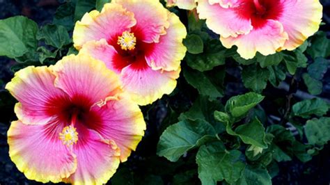 14 Different Types of Hibiscus (#2 Is My Favorite)