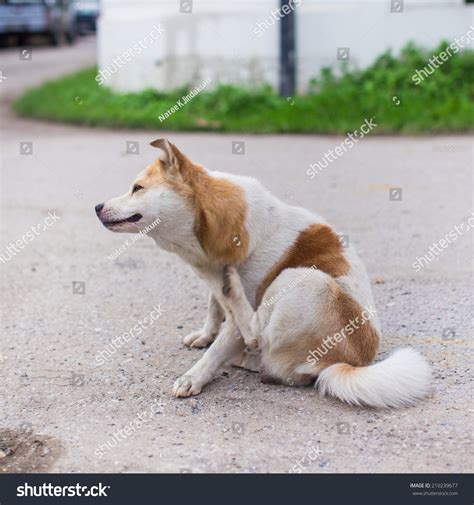 Scratching Dog Stock Photo 210239677 - Shutterstock