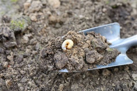 The Ultimate Garden Grubs Identification Guide | Polytunnel Gardening