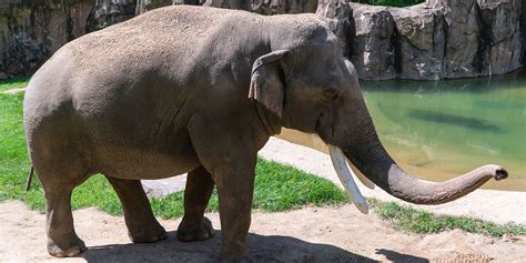 Asian elephant | Smithsonian's National Zoo