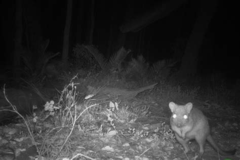 Critically endangered woylies making a comeback in south-west WA's ...