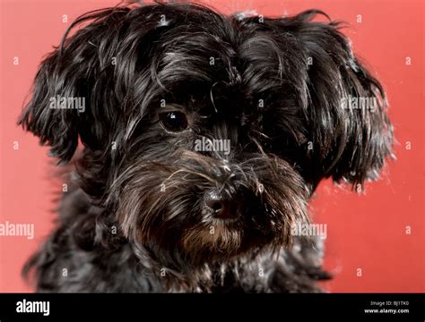 Close up portrait of a sad looking black maltese yorkie mix dog Stock ...