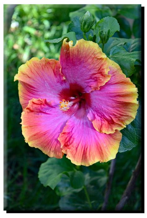 Hawaiian Hibiscus on Canvas – Phenomenal Photos Maui