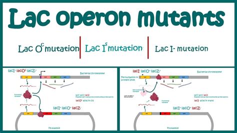 Lac Operon Mutants | The Use of Mutants to Study the lac Operon | Cis ...