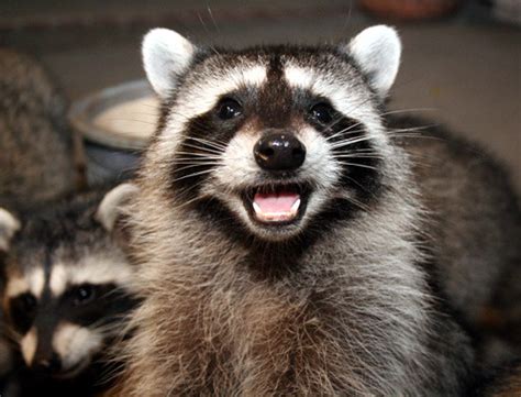 Happy raccoon is happy : r/aww