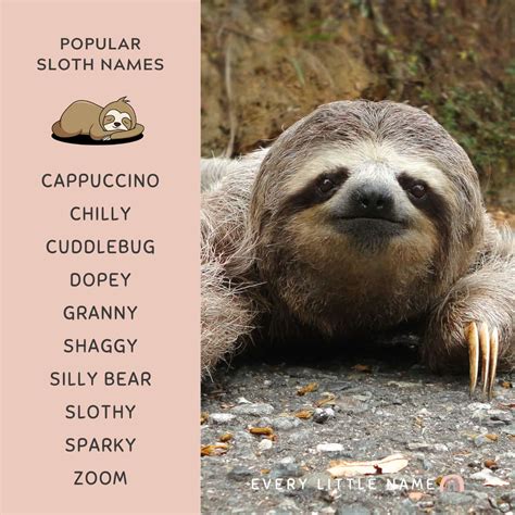 200+ Best Sloth Names (Cute, Funny, and Cool) - Every Little Name