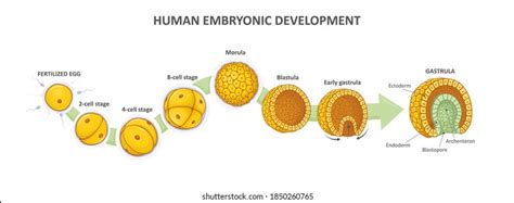 8,340 Embryo Development Stock Illustrations, Images & Vectors ...