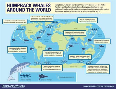 Infographic: Humpback Whales Around the World | Humpback whale, Whale ...