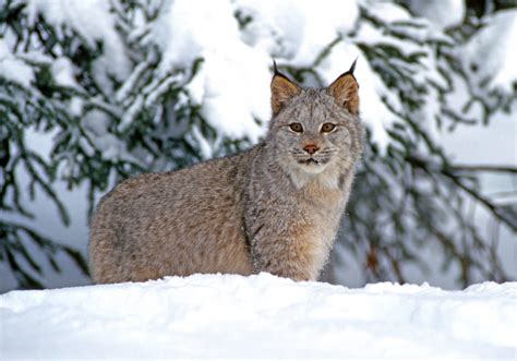 Canada Lynx | Conservation Northwest