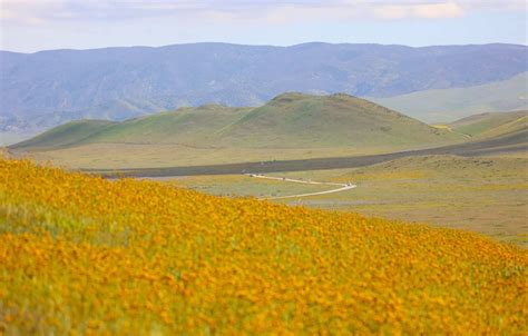 Heavy rains brought out California wildflowers. But is it a superbloom ...