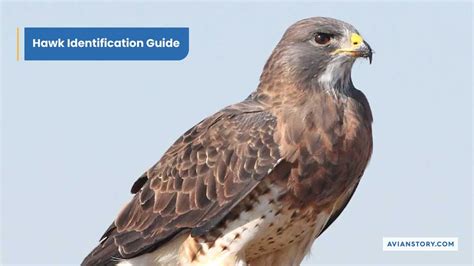 Hawk Identification Guide: Easy Tips And Photos