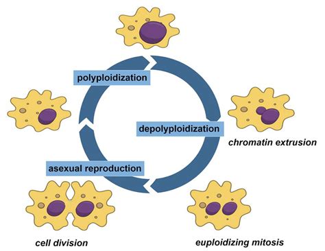 Amoeba Sisters Nitrogen Cycle