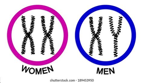 Women Men Chromosome Icons Symbol Vector Stock Vector (Royalty Free ...