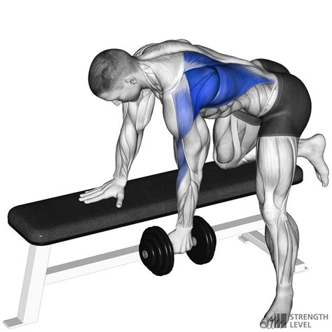 Dumbbell Row Standards for Men and Women (lb) - Strength Level