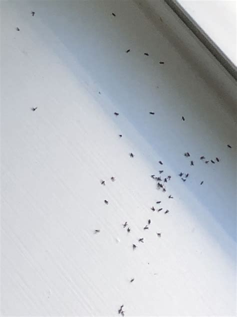 Small Tiny Black Bugs In House That Fly | Psoriasisguru.com