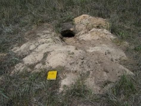 Gopher Tortoises, Making Deep and Meaningful Burrows | Life Traces of ...