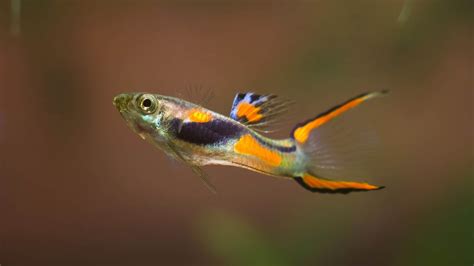 Endler Guppy (Poecilia Wingei) | Ultimate Care Guide - Fish Laboratory