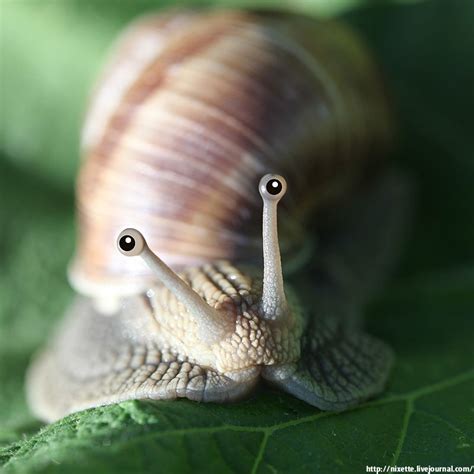 The Eye of the Snail – Imagine the Worlds Within - Of Things That Matter