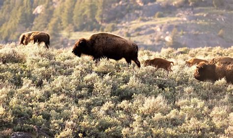 4 Days in Yellowstone Itinerary » Kids Agogo