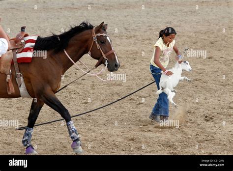 Goat roping contest for children held during the Eastern Shoshone ...