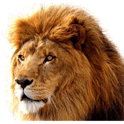 Lion Large Head transparent PNG - StickPNG