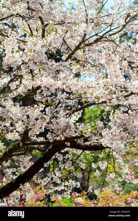 The Alishan cherry blossoms, Chiayi, Taiwan Stock Photo - Alamy