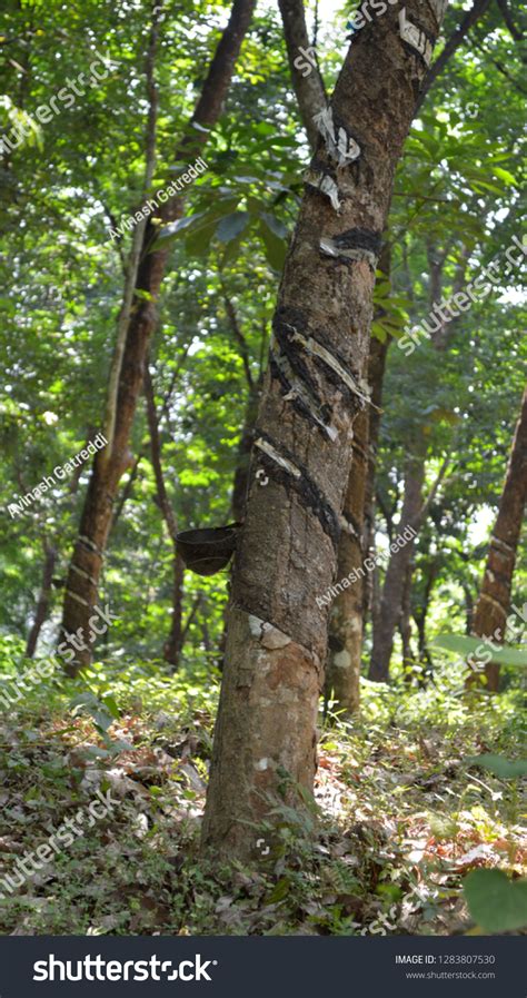 Rubber Plantation Kerala Stock Photo 1283807530 | Shutterstock