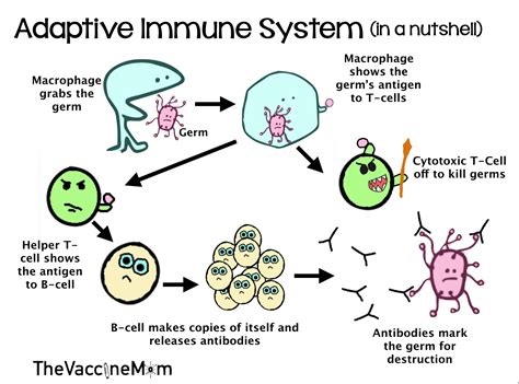 The immune system (in a nutshell) – The Vaccine Mom