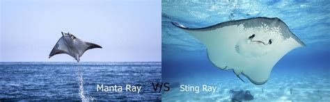 Difference Between Manta Ray and Stingray | Manta Rays and Stingray