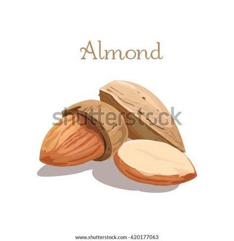 Vector Illustration Almond Stock Vector (Royalty Free) 620177063